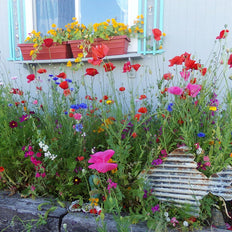 Pacific Northwest Wildflower Seeds