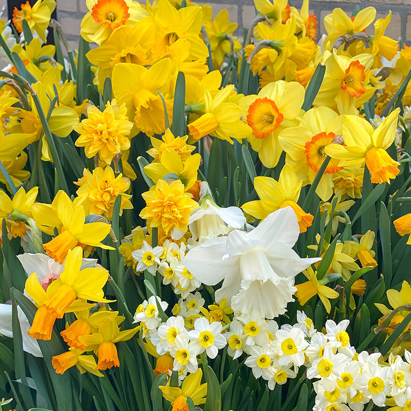 narcissus flower seeds Botanical Daffodil Mix