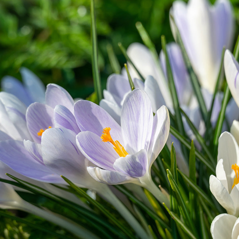 Candlelight Dutch Crocus | Pale Lavender Spring Flower