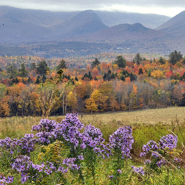 wildflower meadow in the fall