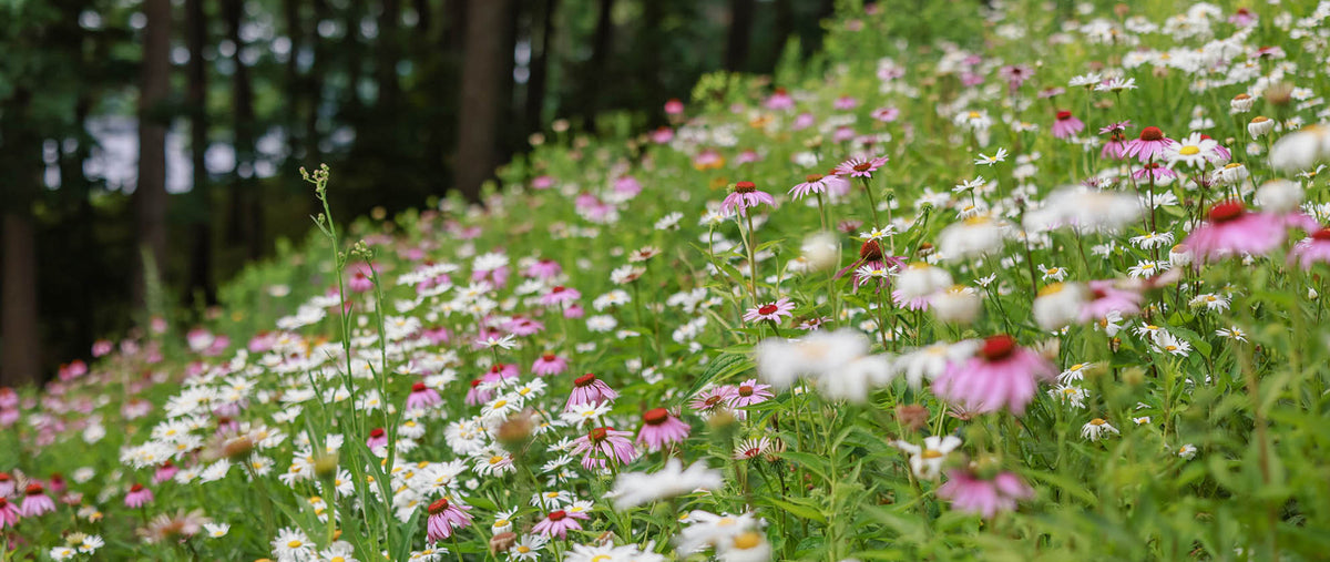 A lush wildflower meadow on a hillside