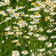 Anthemis nobilis