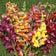 Antirrhinum majus Tetra Mix