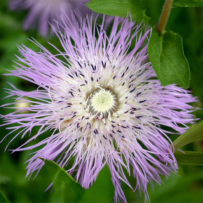 basket flower seeds American Basketflower Seeds