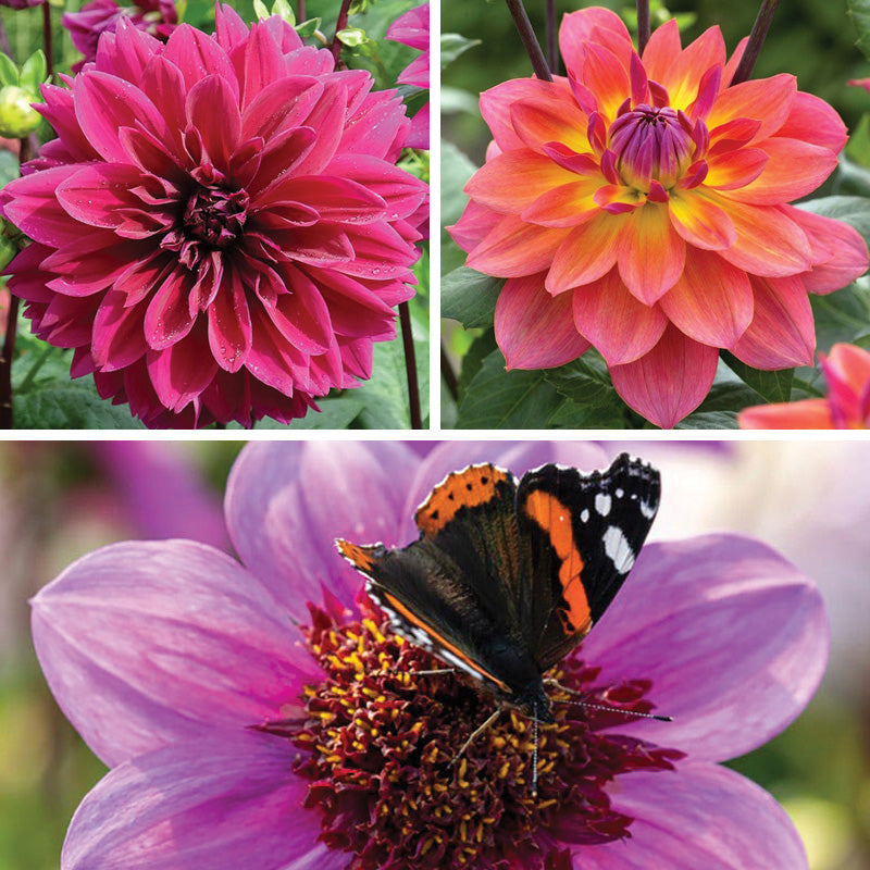 Bold Trio Dahlia Collection | Vivid, Pollinator-Friendly