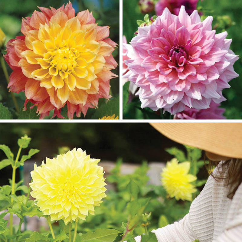 Brilliant Burst Dinner Plate Dahlia Collection | American Meadows Brilliant Burst Dinner Plate Dahlia Collection | American Meadows
