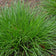 Carex vulpinoidea