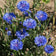 Centaurea cyanus 'Dwarf Blue'