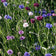 Centaurea cyanus Polka Dot Mix