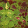 Coleus blumei Rainbox Mix