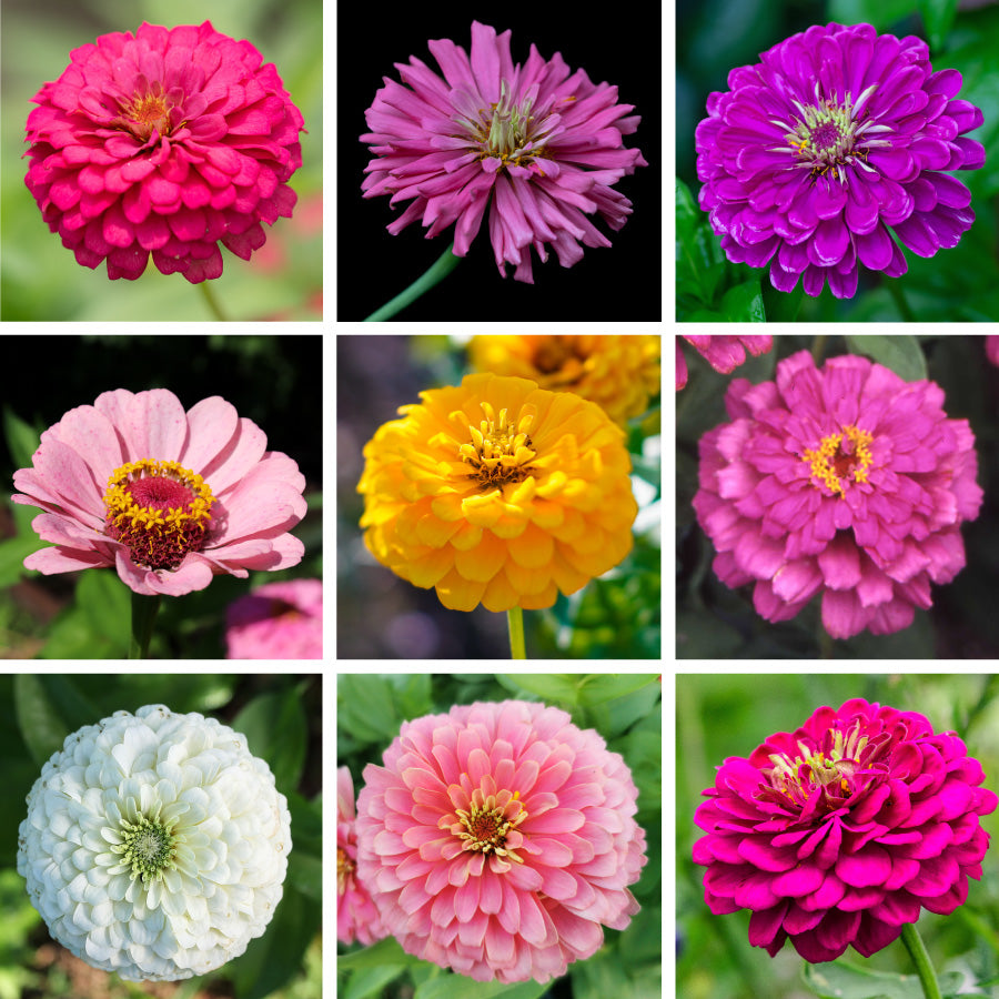 zinnia flower seeds for sale Confetti Zinnia Seed Mix