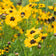 Coreopsis basalis