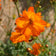 Cosmos sulphureus 'Dwarf Klondyke Orange'