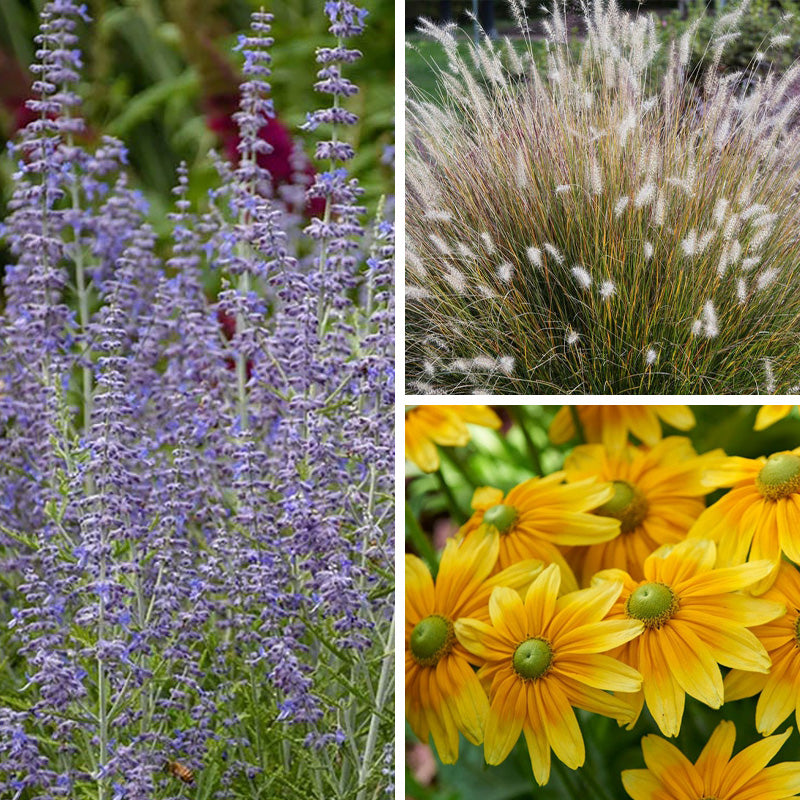 lavender plant deer resistant Deer Resistant Curb Appeal Plant Collection