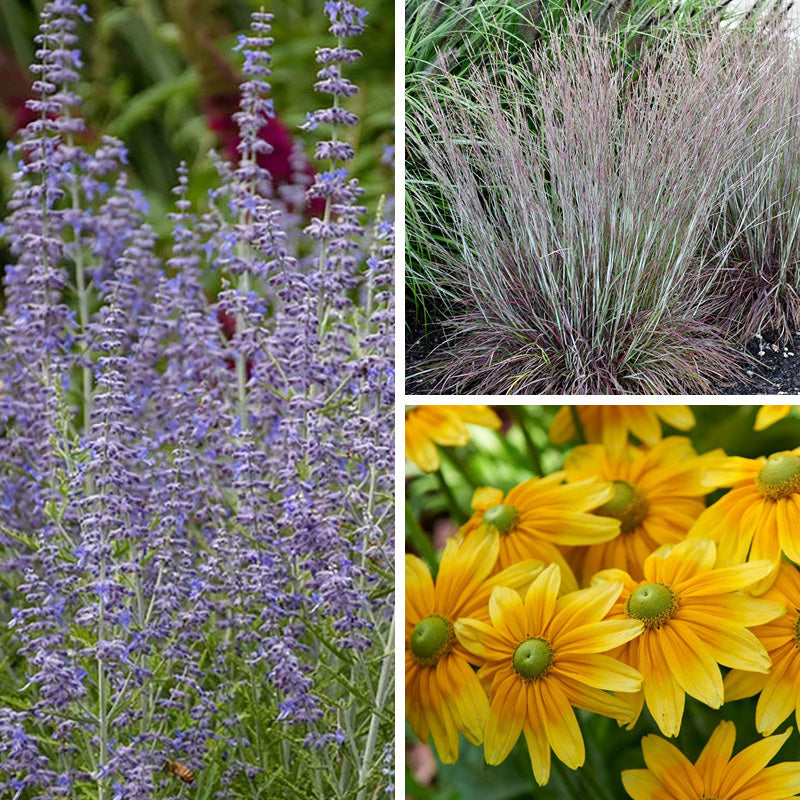 Deer Resistant Curb Appeal Plant Collection | American Meadows