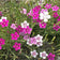Dianthus deltoides
