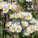Erigeron annuus