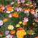 Eschscholzia californica Ballerina Mix