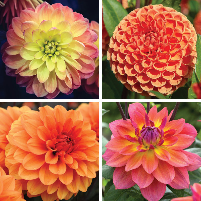 Evening Glow Dahlia Collection | American Meadows