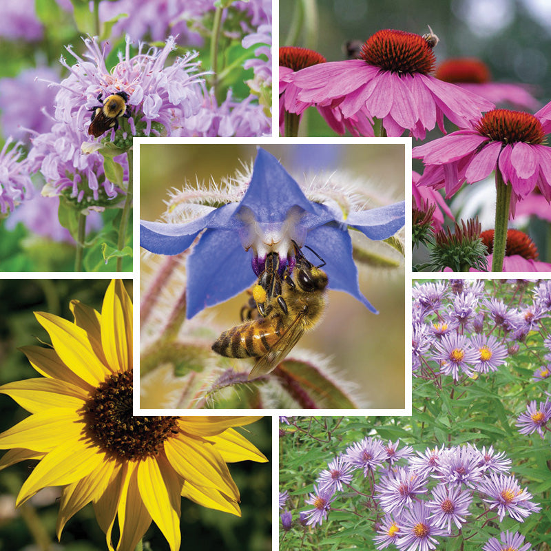 best flower seeds for bees Feed The Bees Bloom Booster Seed Packet Set