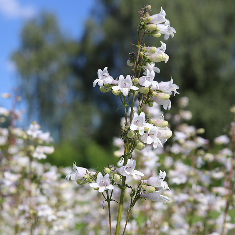 Foxglove Penstemon | White | Plant