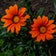 Gazania rigens