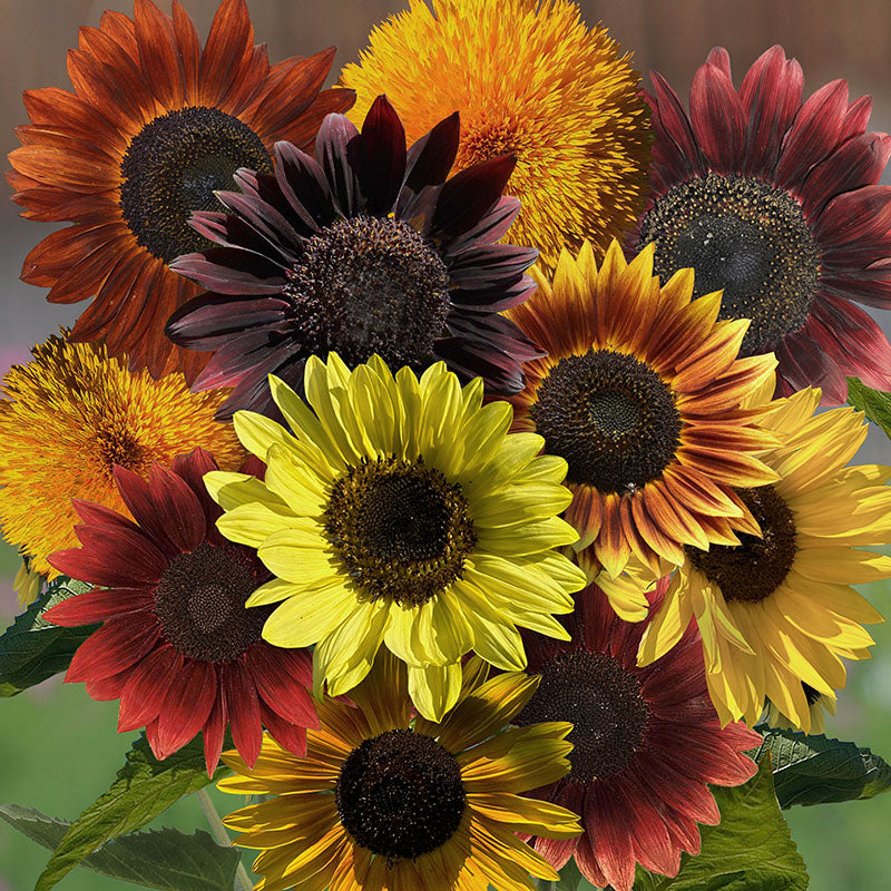 sunflower seed mix for planting Golden Hour Sunflower Mix