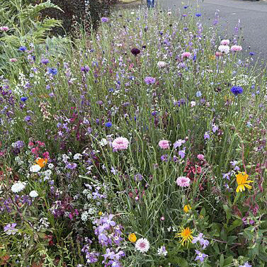 Heavenly Hell Strip Wildflower Seed Mix | Bloom Curbside Beauty