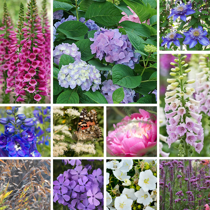 Hydrangea Heritage Pre-Planned Cottage Garden | Perennial Kit