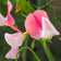 Lathyrus odoratus 'Pink Cupid'