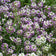 Lobularia maritima 'Royal Carpet'