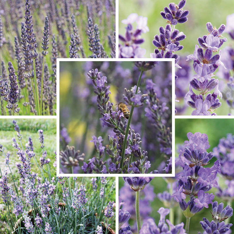 annual lavender plants Long Blooming Lavender Collection