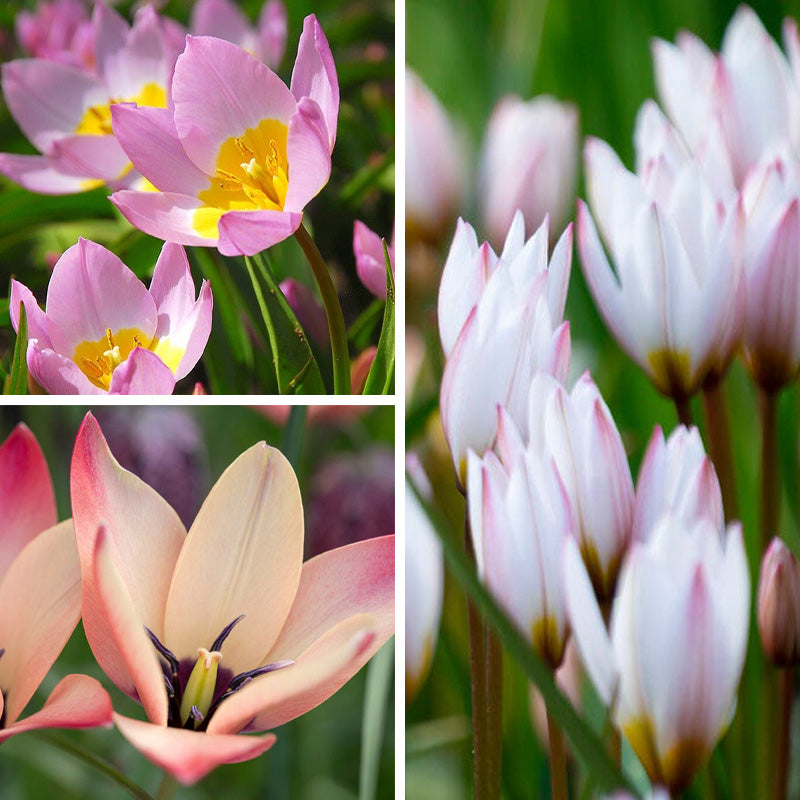 Lovelight Naturalizing Wild Tulip Collection | American Meadows
