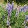 Lupinus argenteus