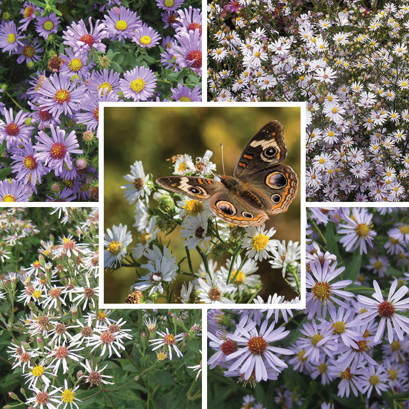 Native Aster Seed Packet Set