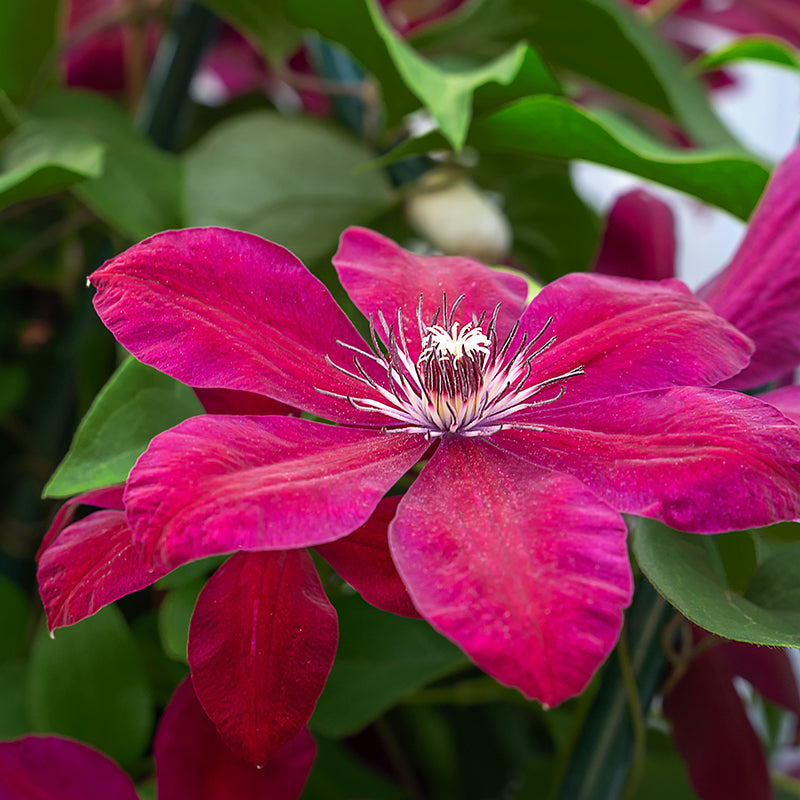 Niobe Clematis Vine | Red | Plant