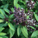 Ocimum basilicum 'Siam Queen'