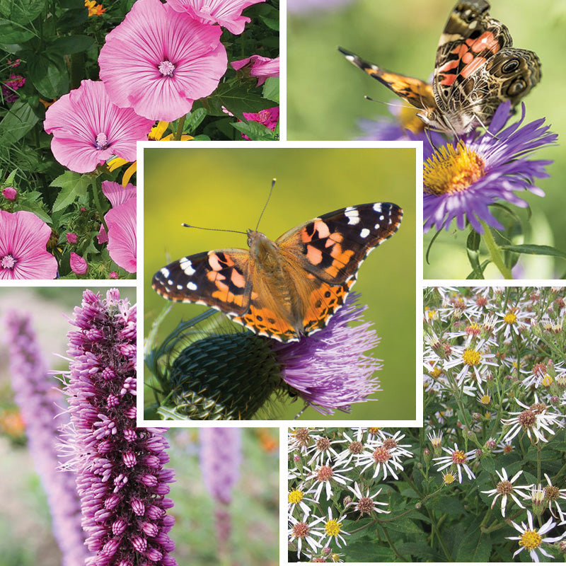 flower seeds to attract butterflies Painted Lady Butterfly Essentials Native Seed Packet Set