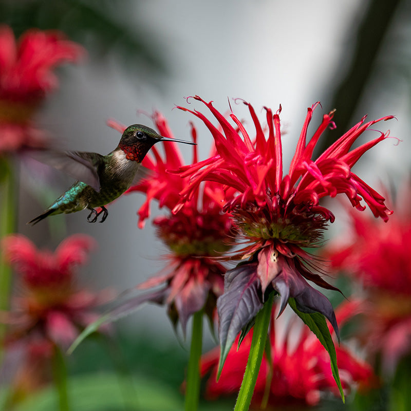 Panorama Red Bee Balm | Plant