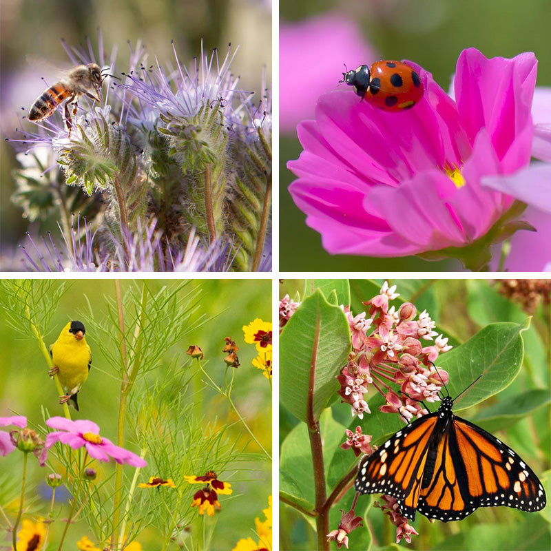 wildflower seed Pollinator Wildflower Seed Patchwork