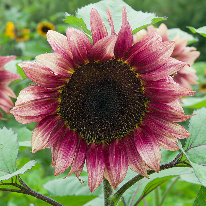 purple sunflower seeds for planting ProCut® Plum Sunflower Seeds