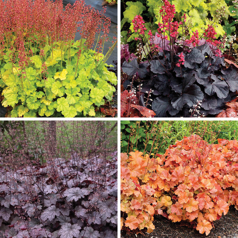 Radiant Glow Coral Bells Collection