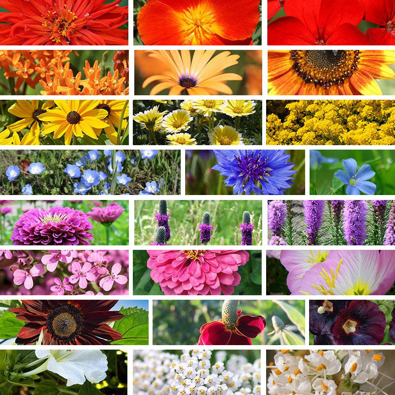wildflower seeds block of the month Radiant Rainbow Wildflower Seed Patchwork