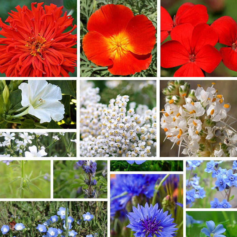 red white and blue flower seeds Red, White, & Blue Wildflower Seed Patchwork