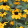 Rudbeckia triloba
