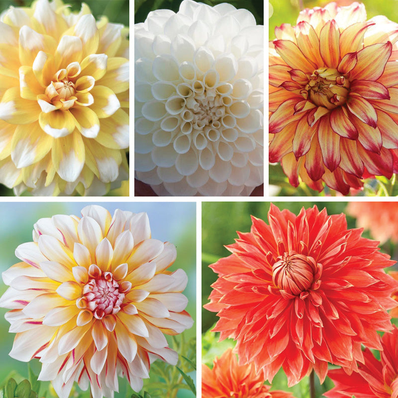 i*a様 apolina Magrit Suntop - Dahlia 3-5y Sunshine Mixed Dahlia Collection | American Meadows