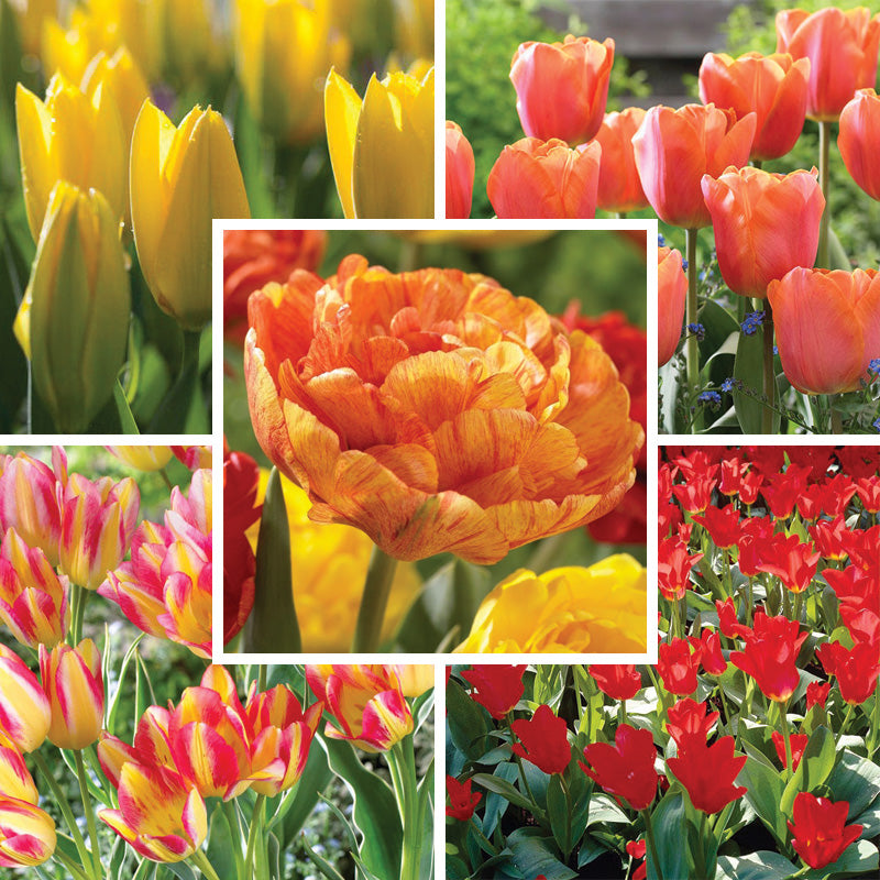 tulip flower tulip seeds Sunshine Tulip Flower Bulb Collection