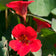 Tropaeolum nanum 'Empress of India'