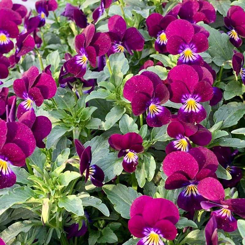 cool plant seeds King Henry Horned Violet Seeds
