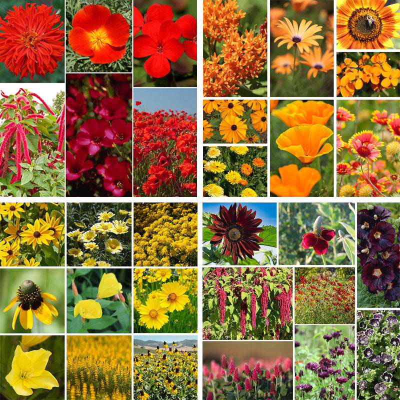 Warm Color Wildflower Seed Patchwork